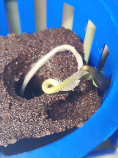 Plant photo