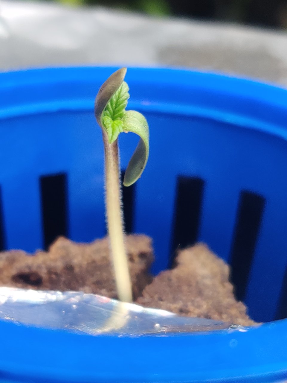 Full plant photo
