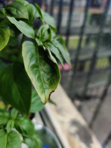 Plant photo