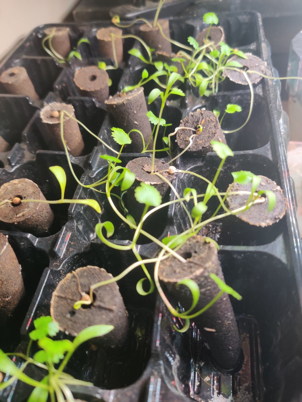 Full plant photo