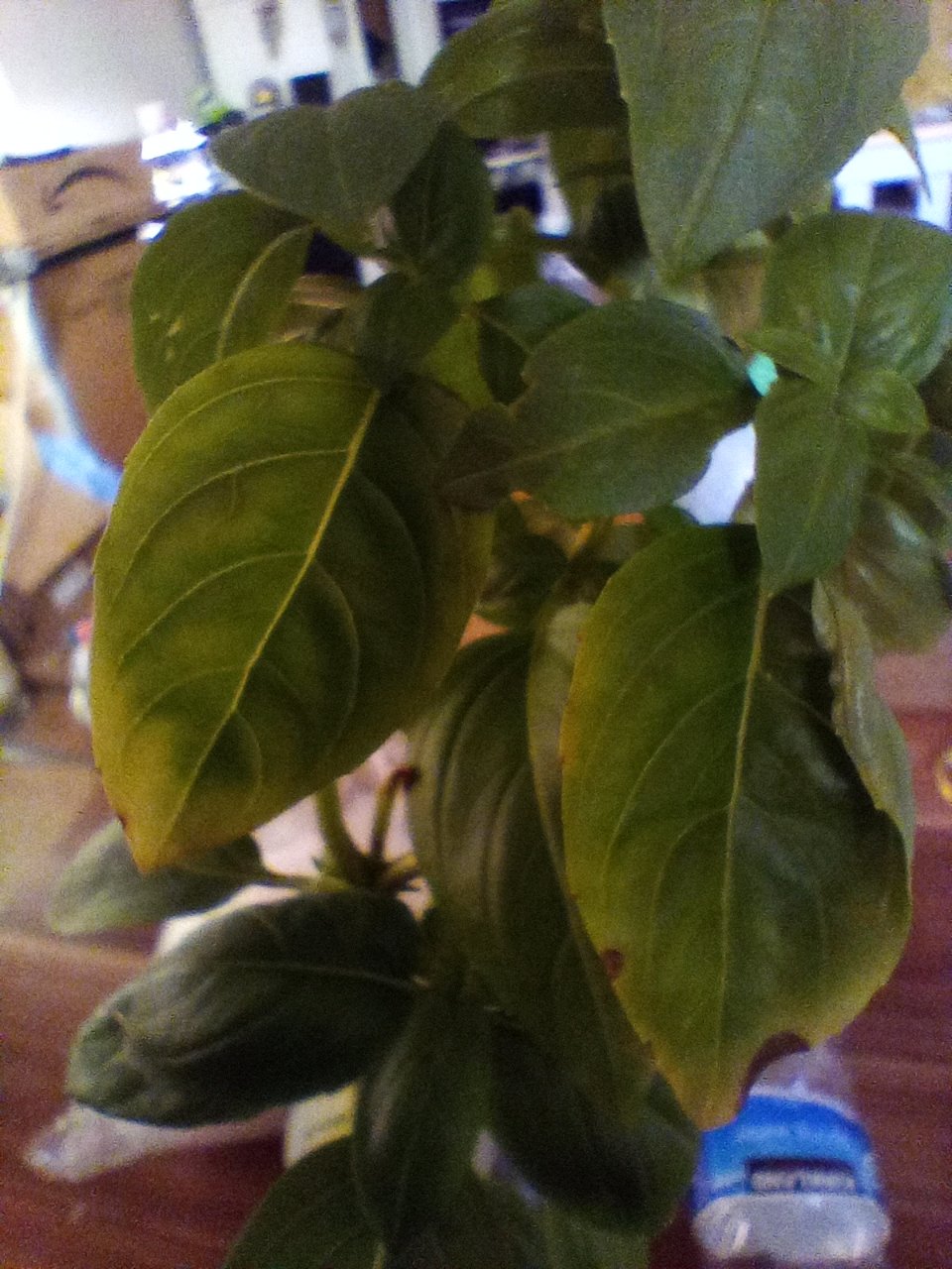 Full plant photo