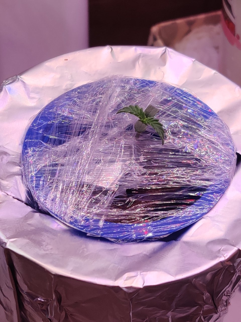 Full plant photo