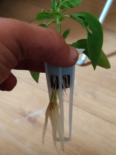 Plant photo