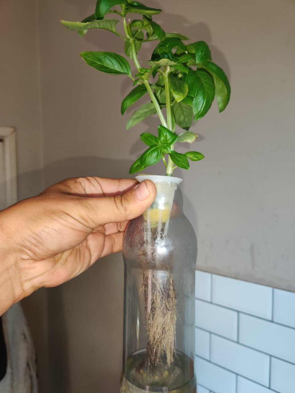 Full plant photo