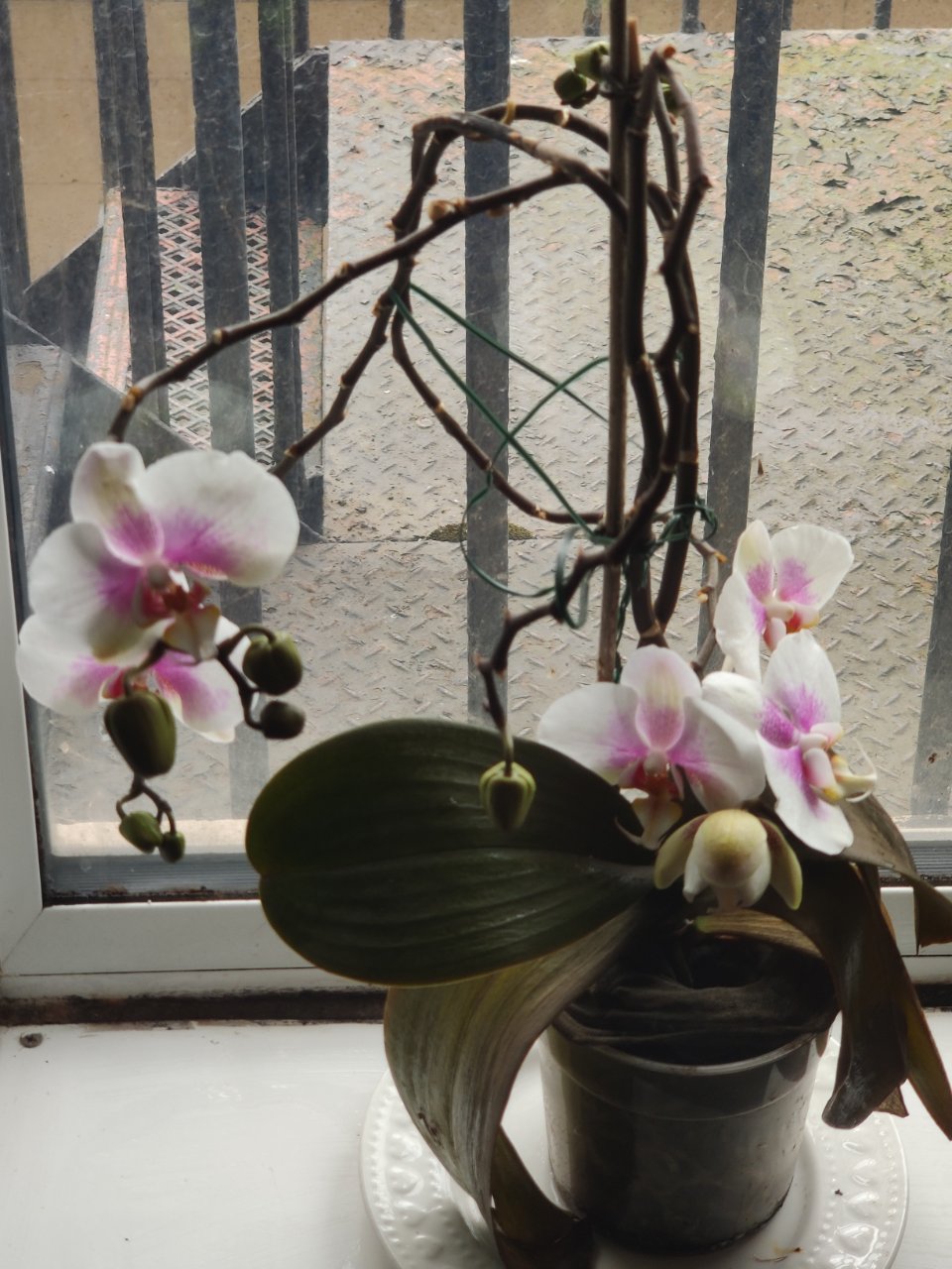 Full plant photo