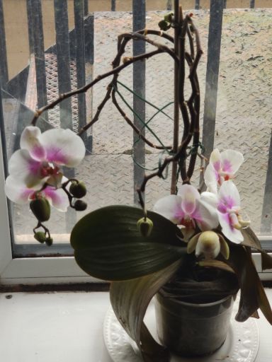 Plant photo
