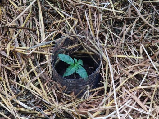 Plant photo