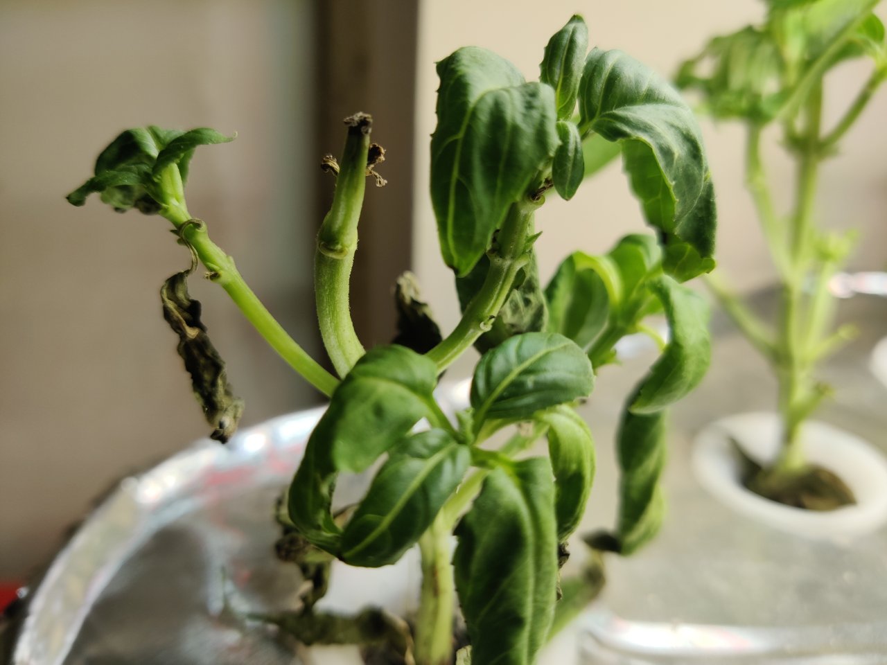 Full plant photo