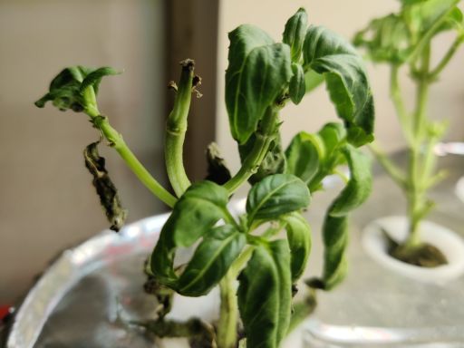 Plant photo