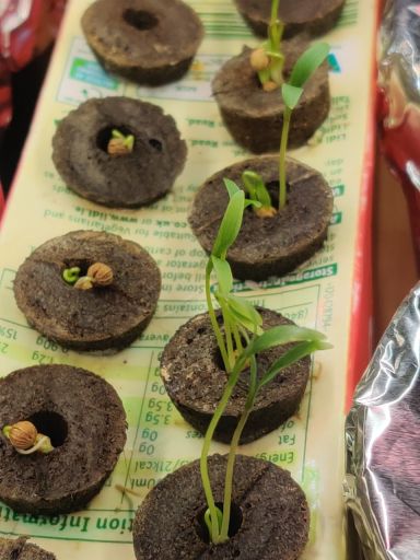 Plant photo
