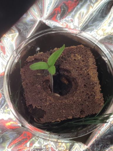 Plant photo