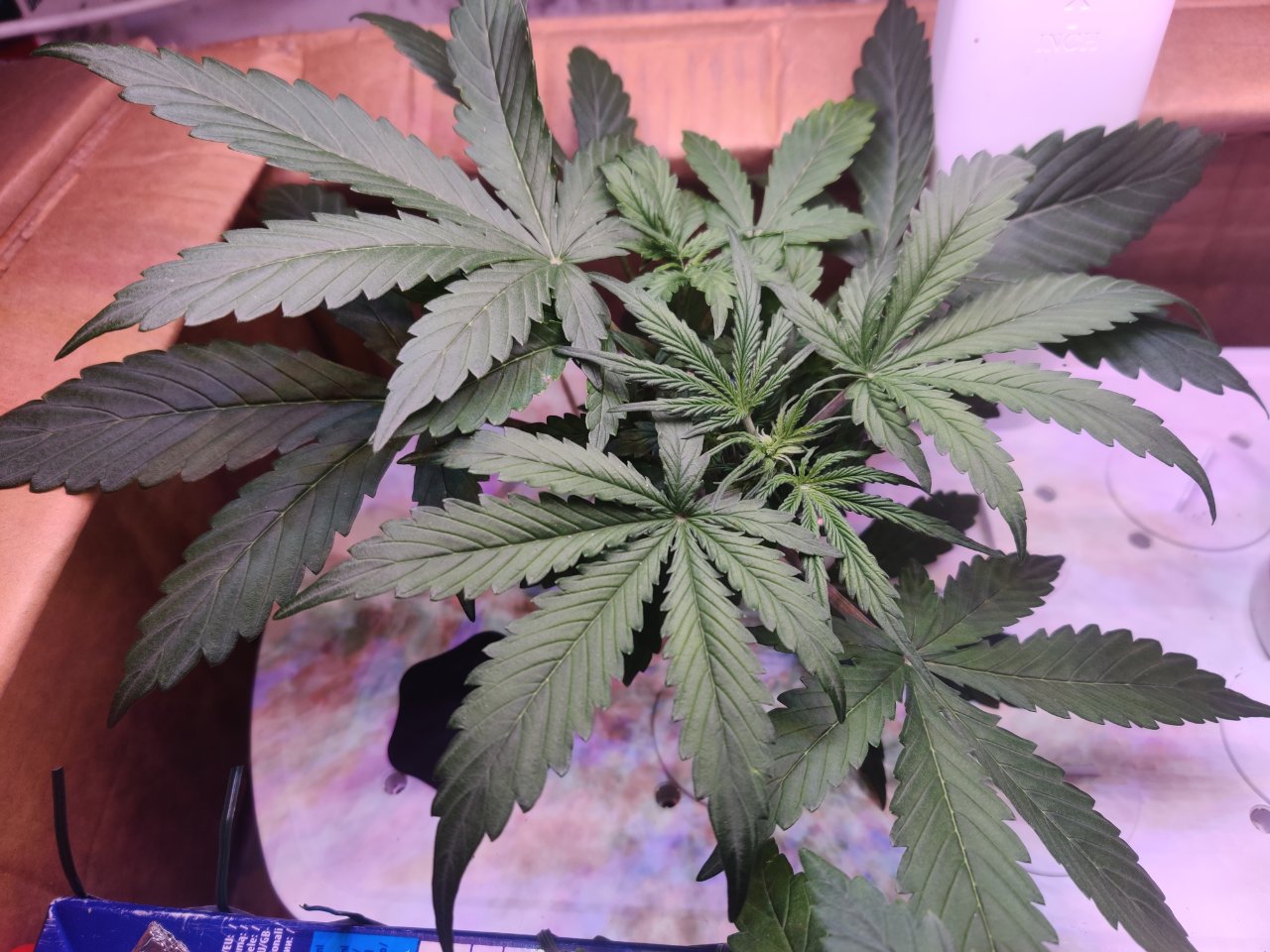 Full plant photo