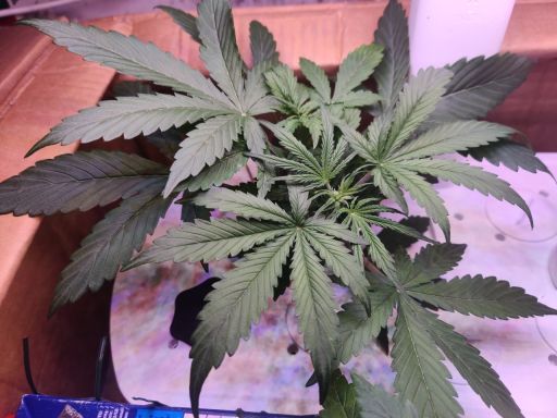 Plant photo