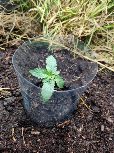 Plant photo