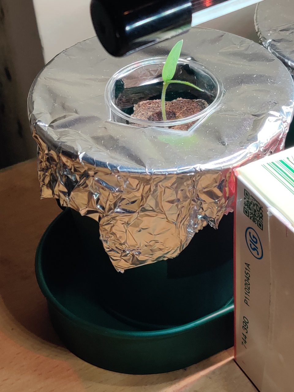 Full plant photo