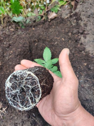 Plant photo