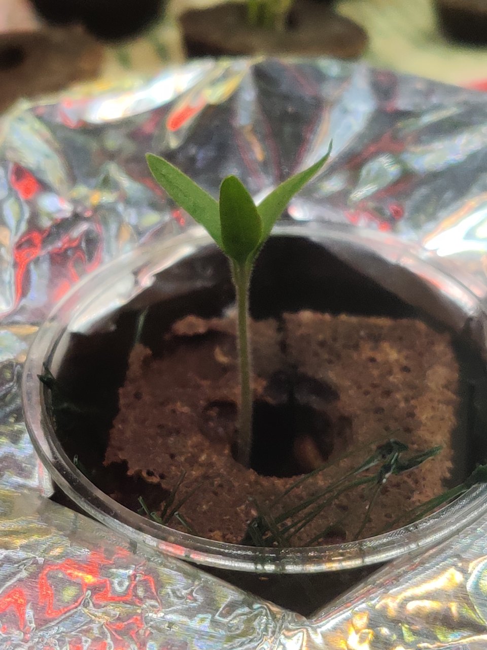 Full plant photo