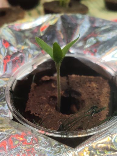 Plant photo
