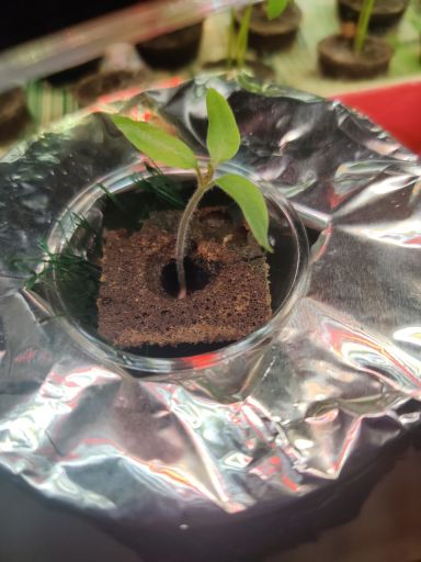Plant photo