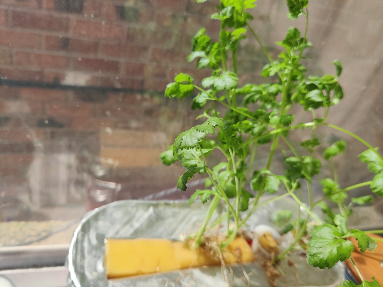 Full plant photo