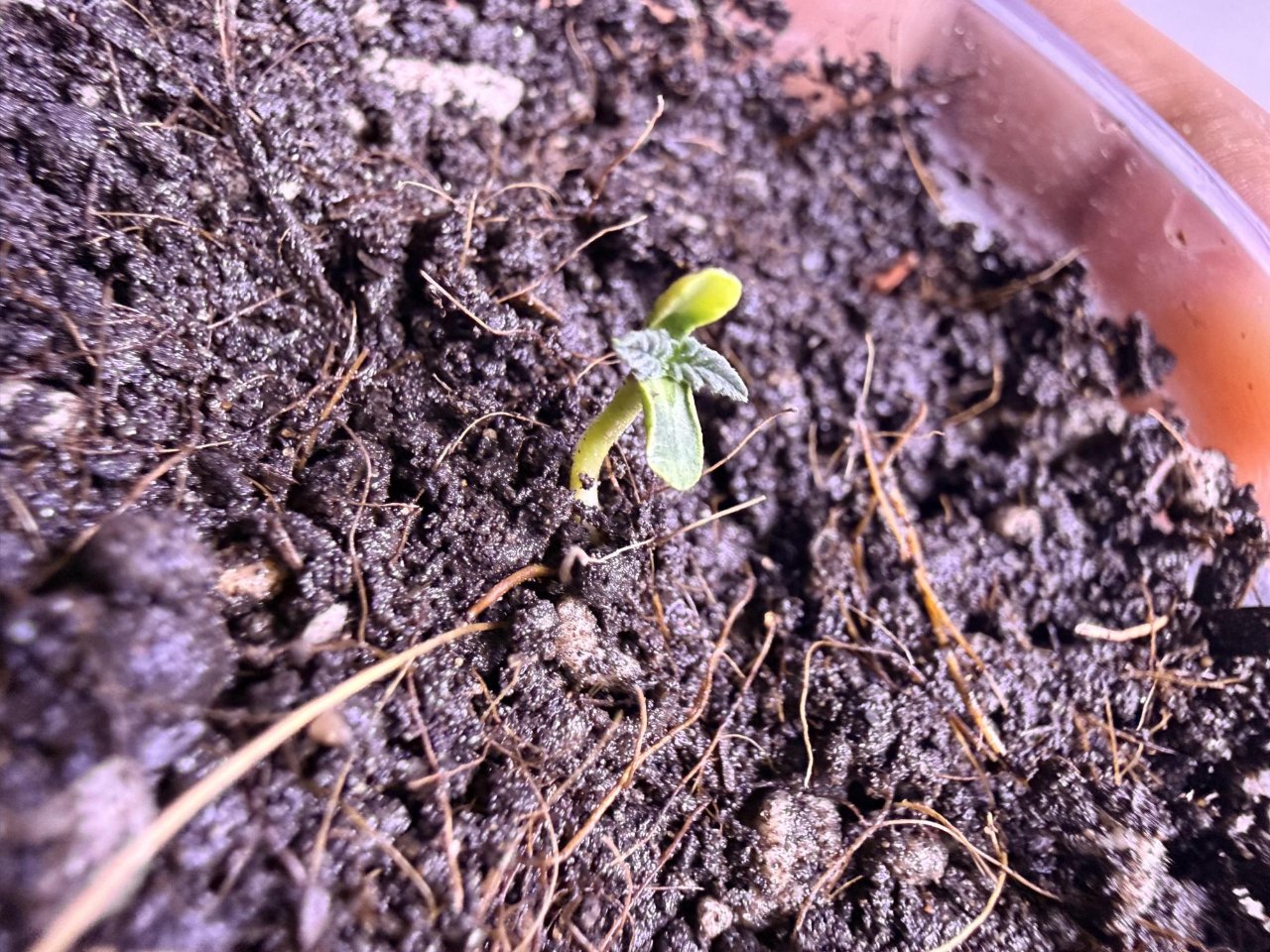 Full plant photo