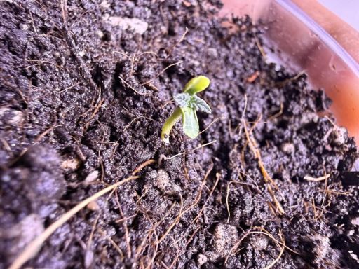 Plant photo