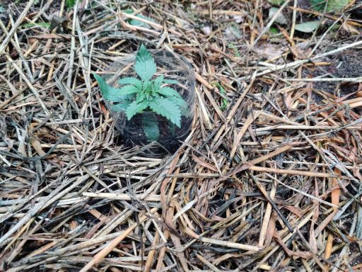 Plant check-in from Jun 14, 2026