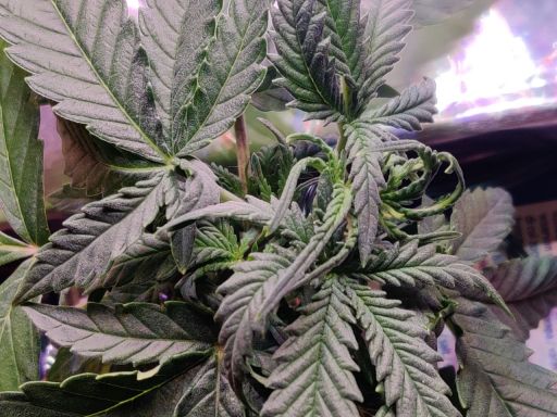 Plant photo