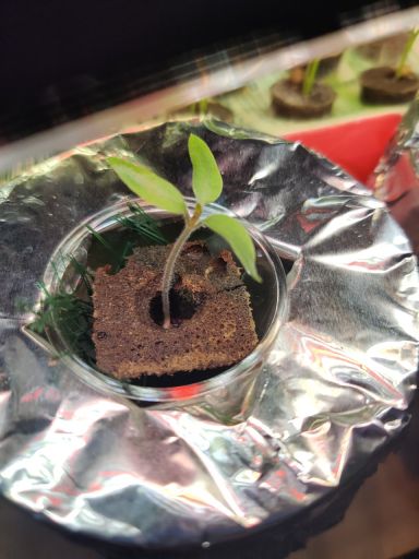 Plant photo