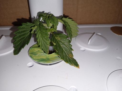 Plant check-in from Nov 24, 2025