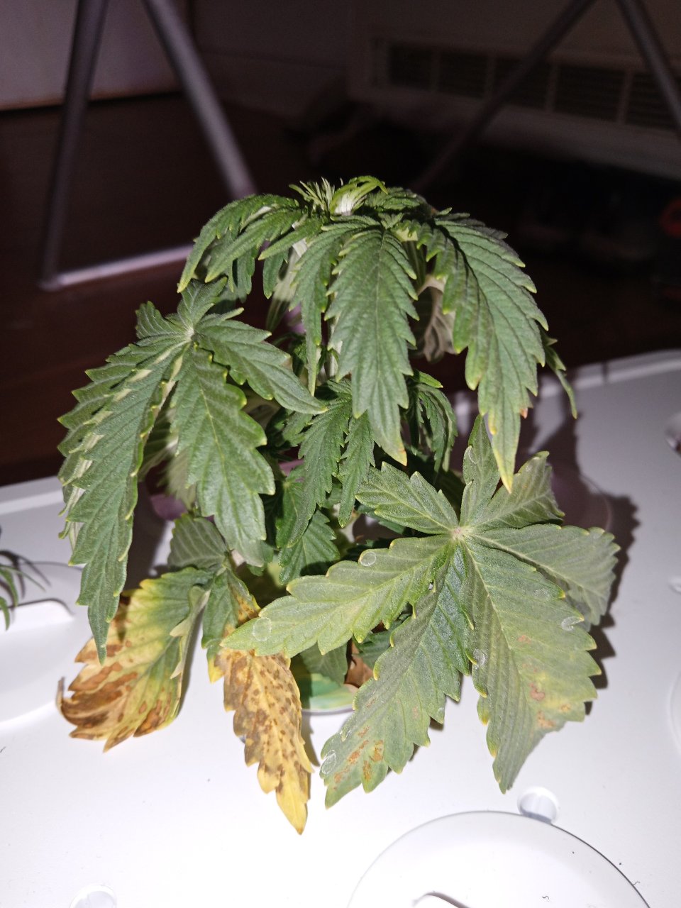 Full plant photo