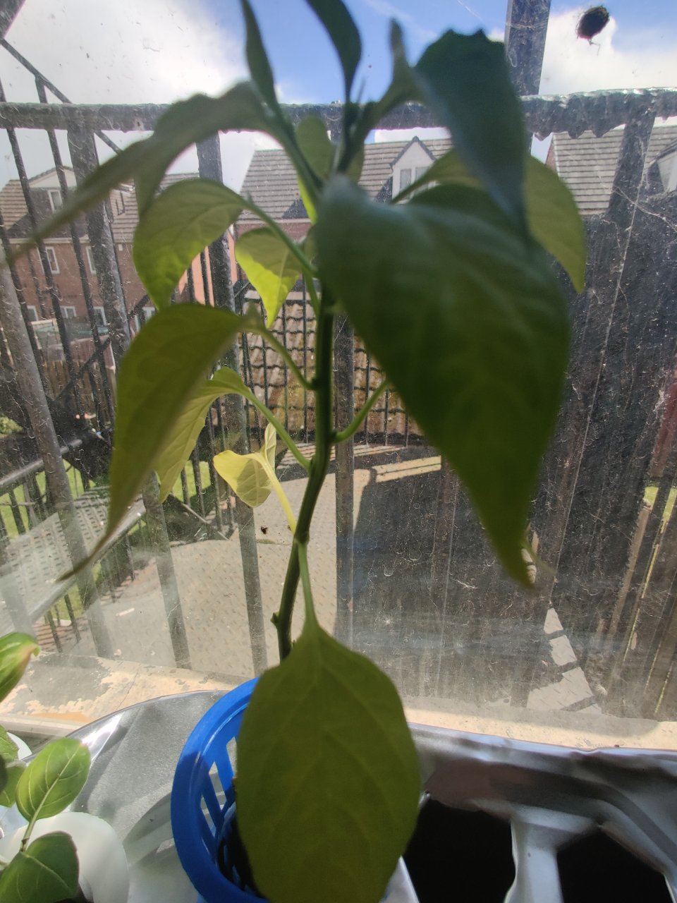 Full plant photo