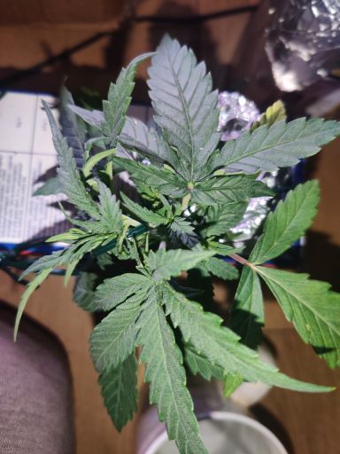 Plant photo
