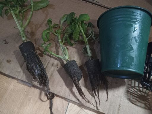 Plant photo