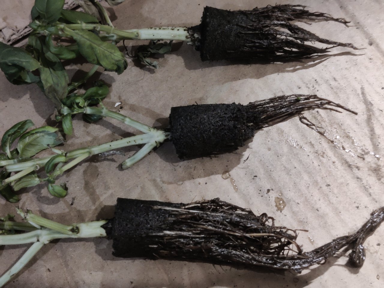 Full plant photo