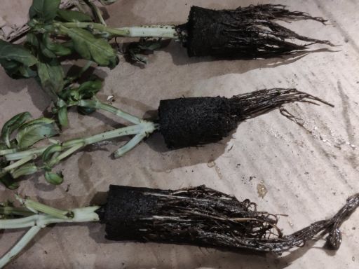 Plant photo