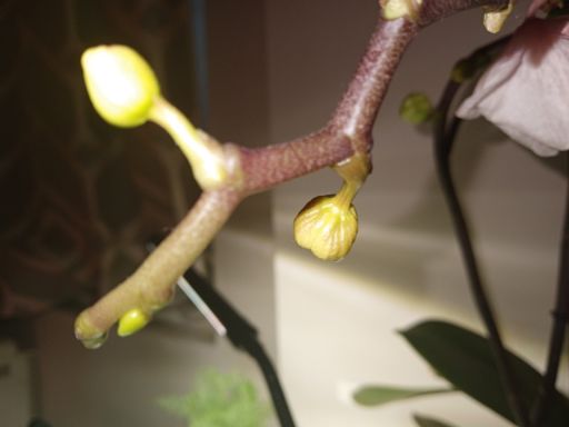 Plant photo
