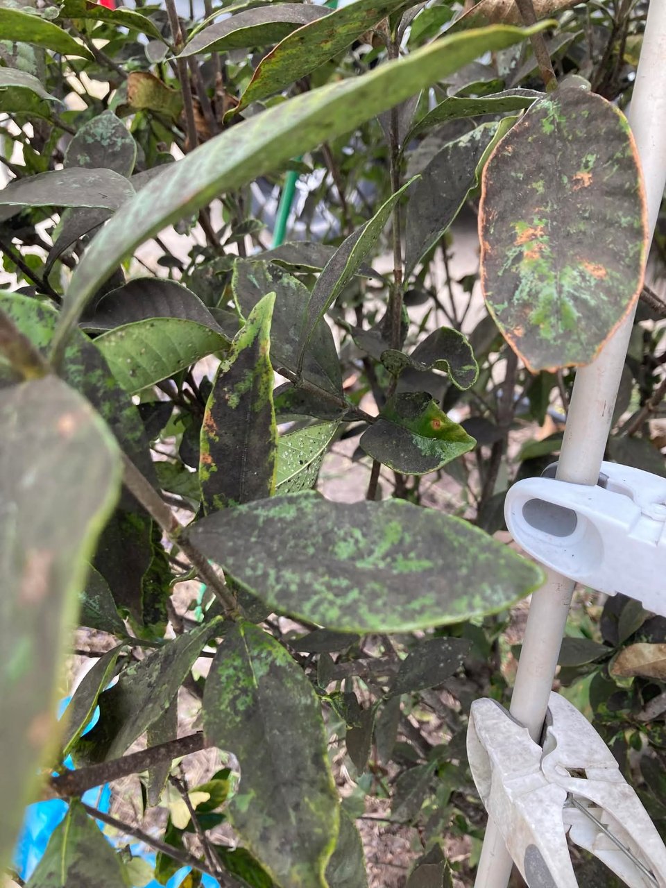 Full plant photo