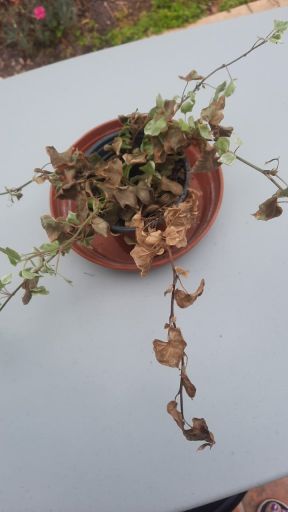 Plant photo