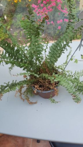 Plant photo
