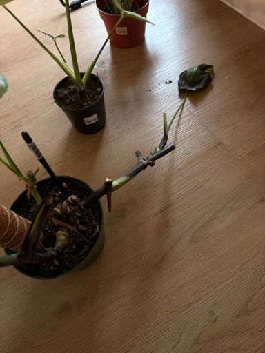 Plant photo