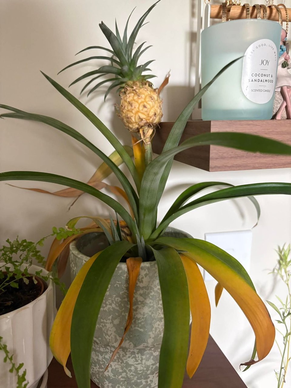 Full plant photo