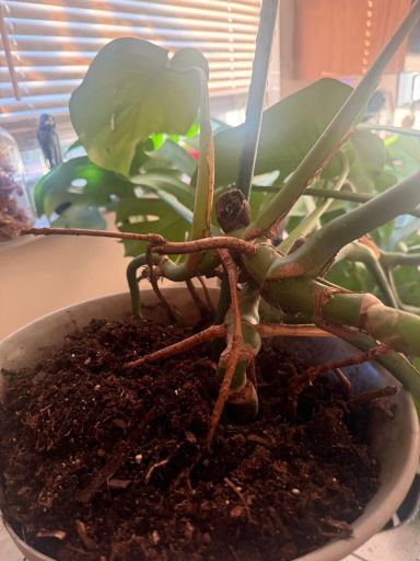 Plant photo