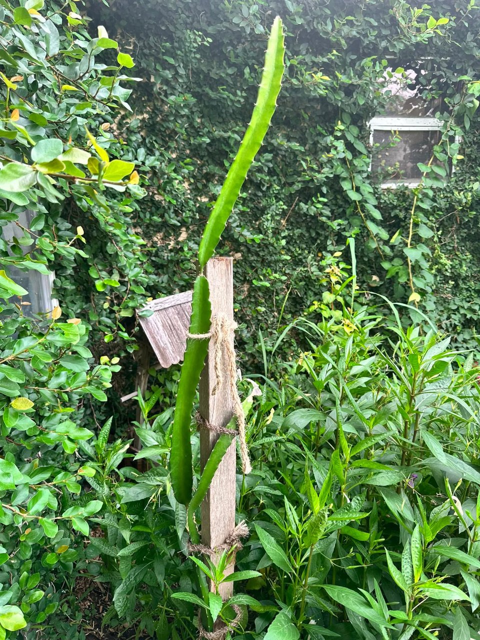 Full plant photo