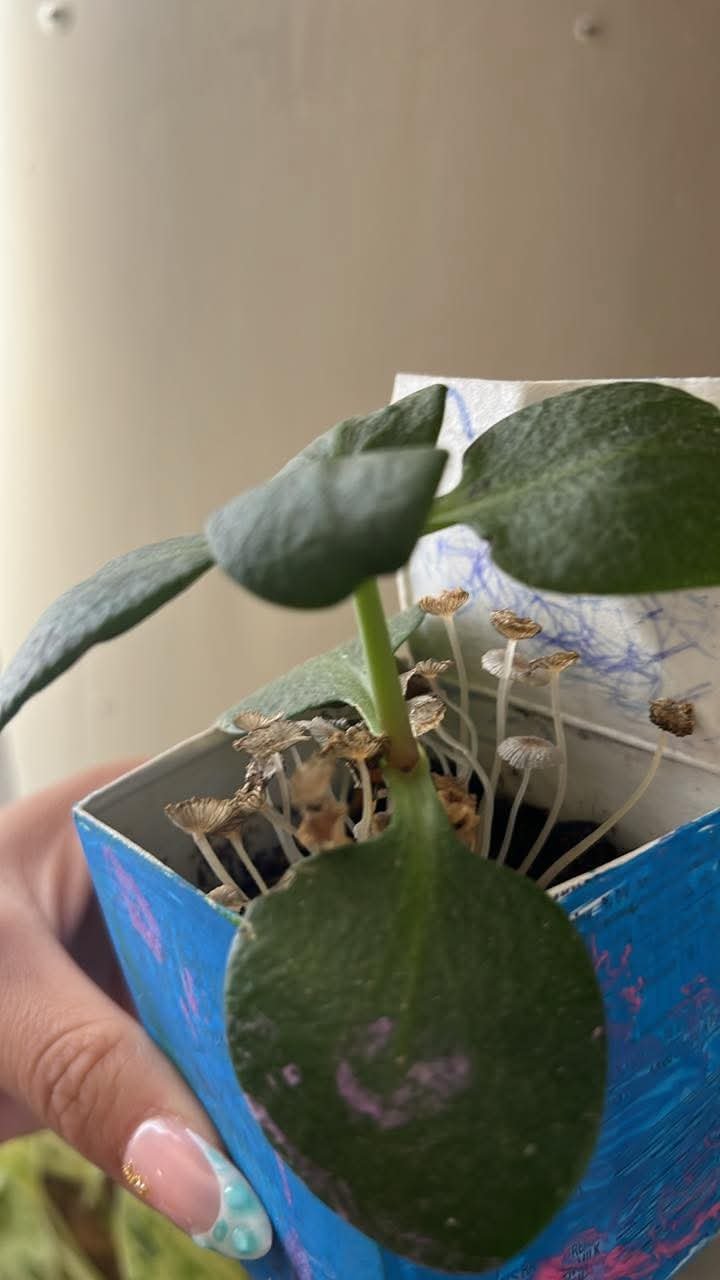 Full plant photo