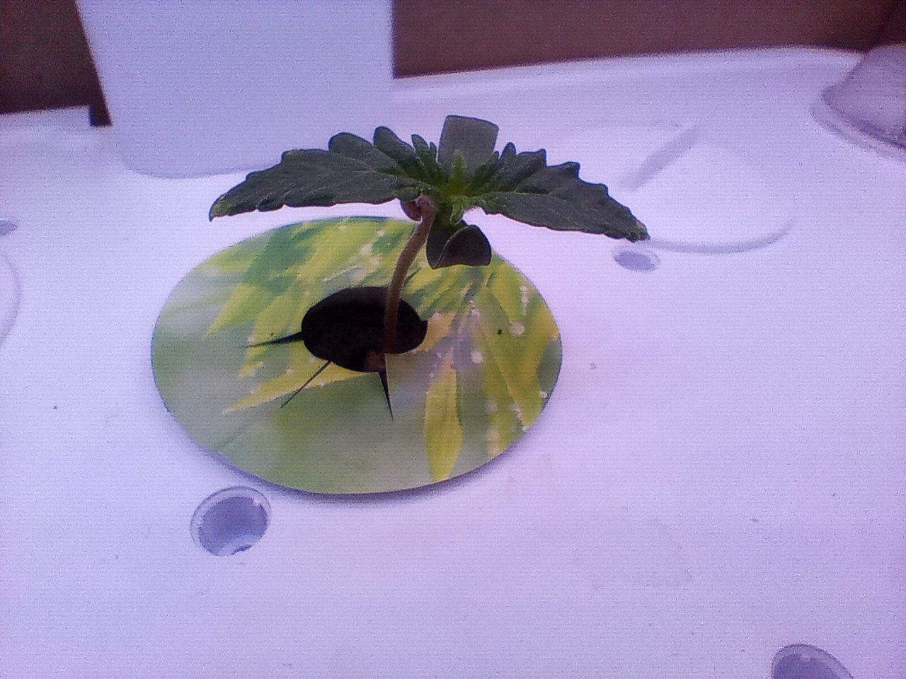 Full plant photo