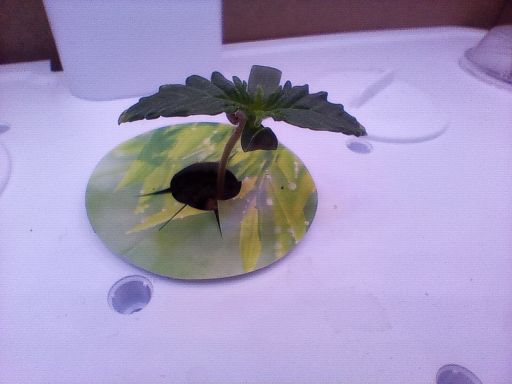Plant photo