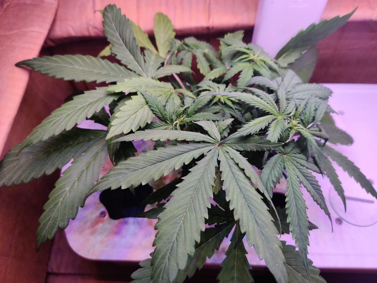 Full plant photo