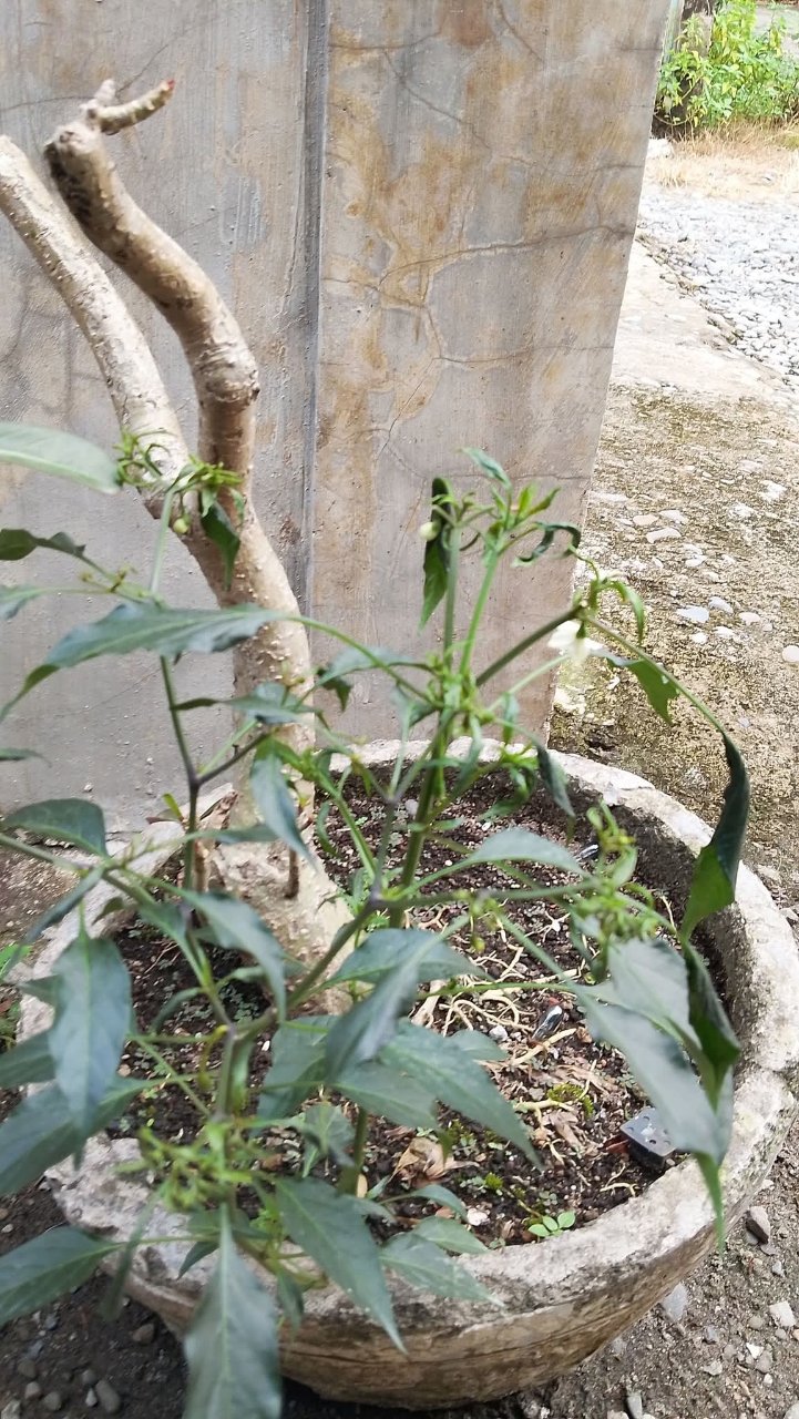 Full plant photo