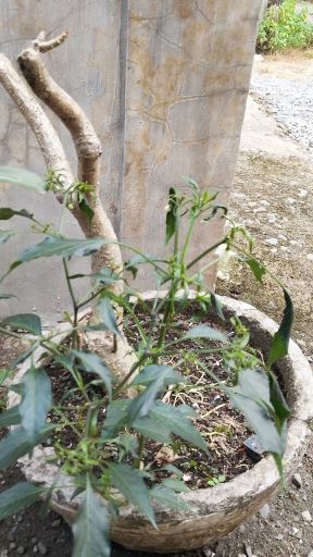 Plant photo